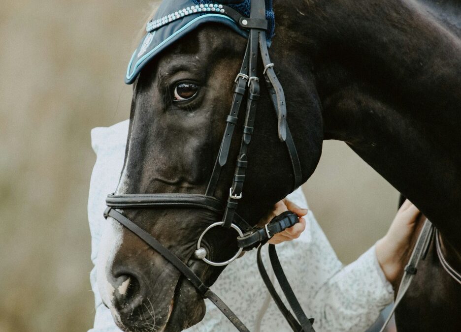 Pourquoi faire appel à un ostéopathe pour un animal sportif ?
