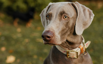 Collier ou harnais : comment choisir le meilleur équipement pour votre chien