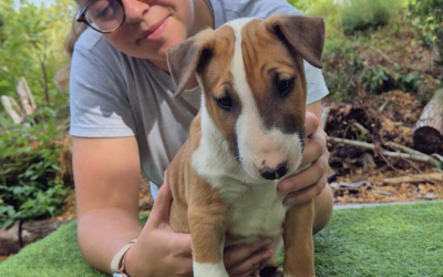 Suivi ostéopathique du chiot : pourquoi commencer tôt ?