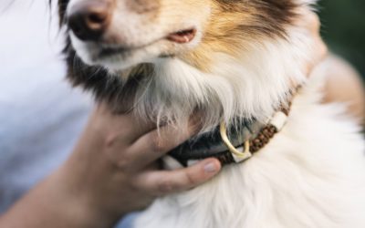Mon chien a-t-il mal au cou ? Les signes qui doivent vous alerter