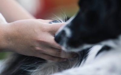 Le consentement en ostéopathie animale