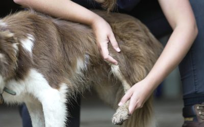 Rupture des ligaments croisés chez le chien